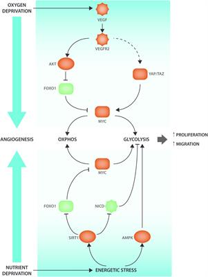 The Warburg Effect in Endothelial Cells and its Potential as an Anti-angiogenic Target in Cancer